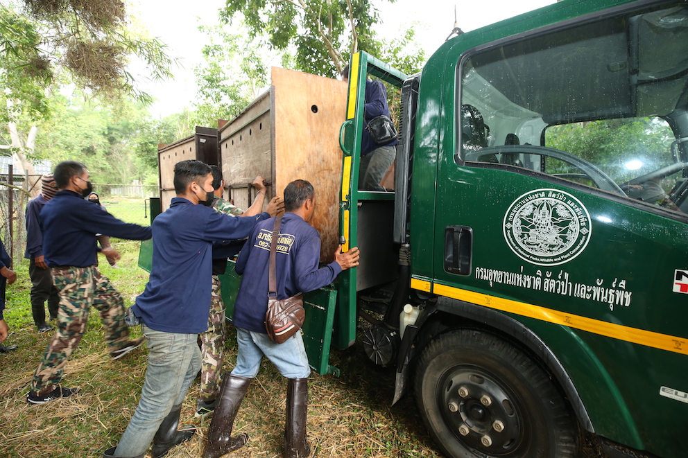 Release of sambar in their natural habitat