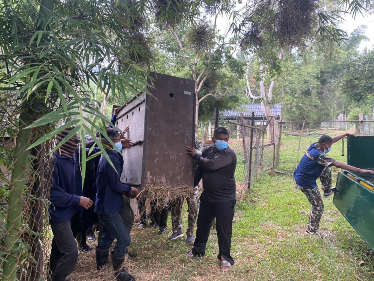 Auswildung von Sambar