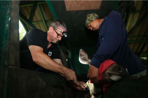 Sambar Hirsch GPS Halsband