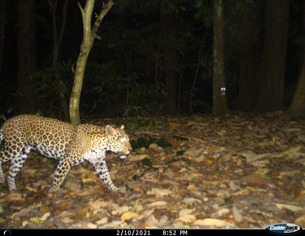 Camera trap photo leopard