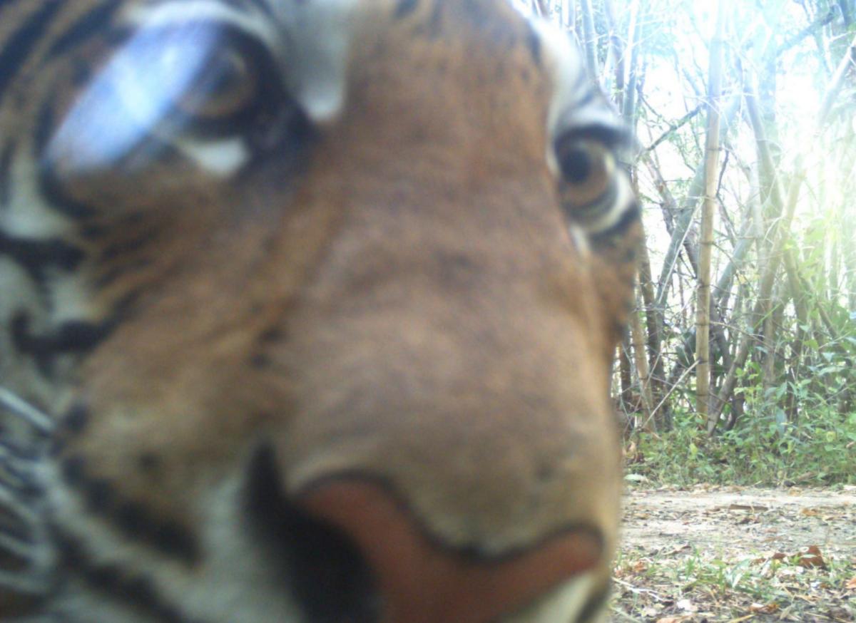 Kamerafalle Bild 4 Tiger