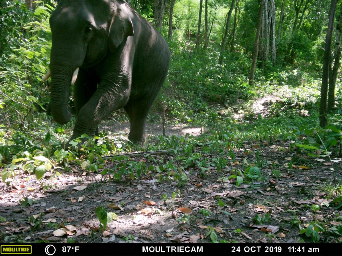 Camera trap photo elephant