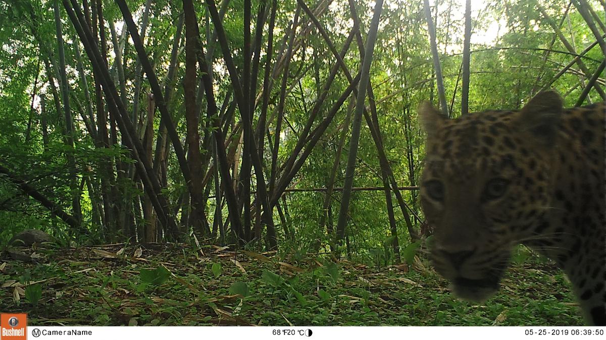 Camera trap photo